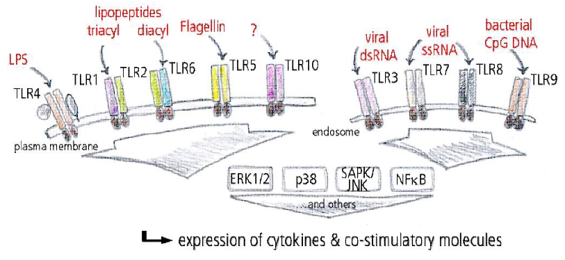 Toll-like receptors and cytokines.
        TheScientificWorldJOURNAL (2011)11_981
